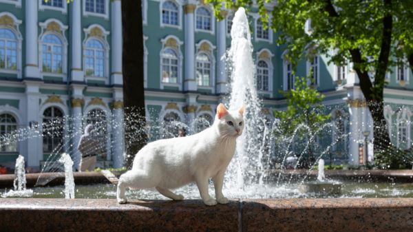 Пушистые стражи: как коты Эрмитажа оберегают национальное достояние России