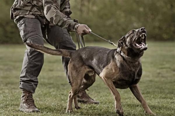 Электрический стул и травля собаками. Митрошкин: ВСУ пытают наших солдат