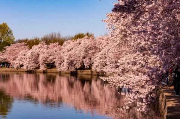 Япония подарит США 250 деревьев сакуры и фейерверк